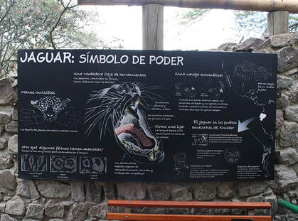 jaguar zooquito ecuador