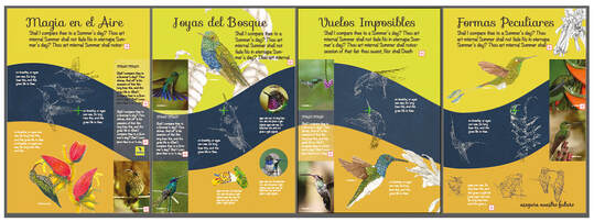 colibries reserva buenaventura ecuador jocotoco