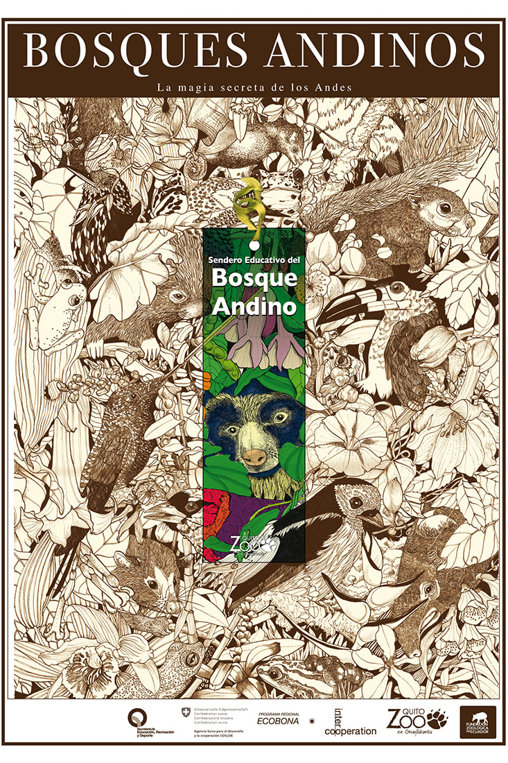 Poster Bosque Andino de Ecuador