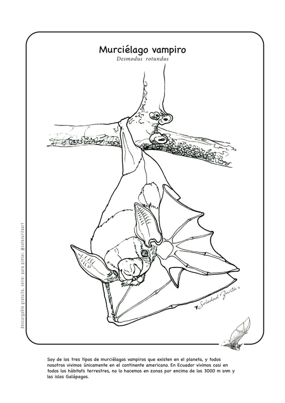 murciélago vampiro ecuador lámina para descargar gratuita pdf