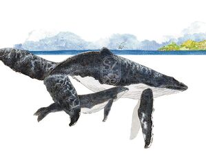 ballena jorobada y ballenato con fondo de mar y manglar y otra ballena saltando Megaptera hovaeangliae